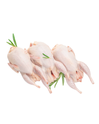 CODORNICES