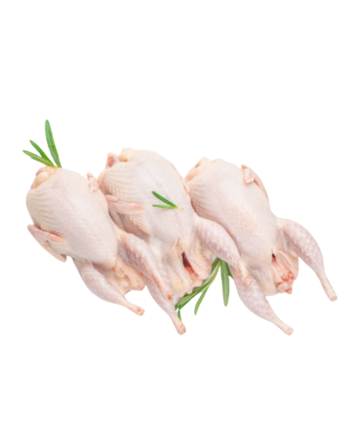 CODORNICES